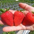Земляника садовая Монтерей