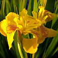 Ирис болотный Вариегата Ирис болотный Вариегата