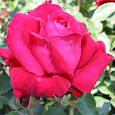 Роза чайно-гибридная Дам де Кер