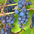 Виноград культурный Альфа
