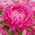 Астра китайская Леди Коралл Бриллиантово-Розовая