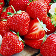 Земляника садовая Царица Земляника садовая Царица