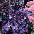 Гейхера Гибридная Midnight ruffles Гейхера Гибридная Midnight ruffles