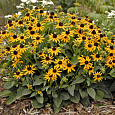 Рудбекия блестящая