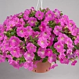 Петуния грандифлора Эспрессо Грандэ Пинк