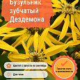 Бузульник зубчатый Дездемона Бузульник зубчатый Дездемона