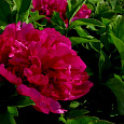 Пион древовидный Red Flower Hidden Among Twigs Пион древовидный Red Flower Hidden Among Twigs