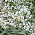 Анафалис Трехжилковый Sommerschnee