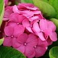 Гортензия крупнолистовая Кинг Джордж V