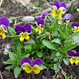 Виола (Фиалка) гибридная Jumping Johnny