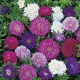Астра низкорослая Маленькая королева смесь Астра низкорослая Маленькая королева смесь