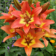 Лилия азиатская Форевер Линда