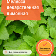 Мелисса лекарственная лимонная