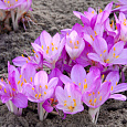 Колхикум Purpureum Колхикум Purpureum
