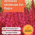 Астильба китайская Хот Перлз