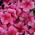 Петуния грандифлора Призм Стравберри Сандай