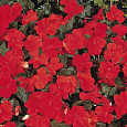 Бальзамин (Импатиенс) F1 Канди смесь