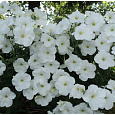 Петуния ампельная Лавина белая