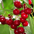 Вишня Уральская рубиновая Вишня Уральская рубиновая