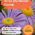 Астра альпийская Голиаф Астра альпийская Голиаф
