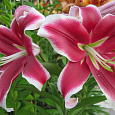 Лилия ОТ-гибрид Мисс Марпл Лилия ОТ-гибрид Мисс Марпл