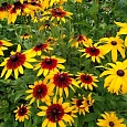 Рудбекия хирта Тото Микс Рудбекия хирта Тото Микс