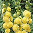 Мальва (Шток-роза) розовая Chater's Double Yellow