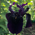 Ирис золотисто-расписной Black Form