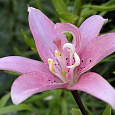 Лилия Elody Лилия Elody