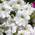 Петуния ампельная Лавина белая