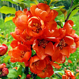 Айва (Хеномелес) превосходная Orange Trail