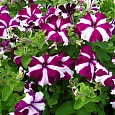 Петуния грандифлора Тритуния Кримсон Стар