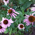 Эхинацея пурпурная Ливадия Эхинацея пурпурная Ливадия